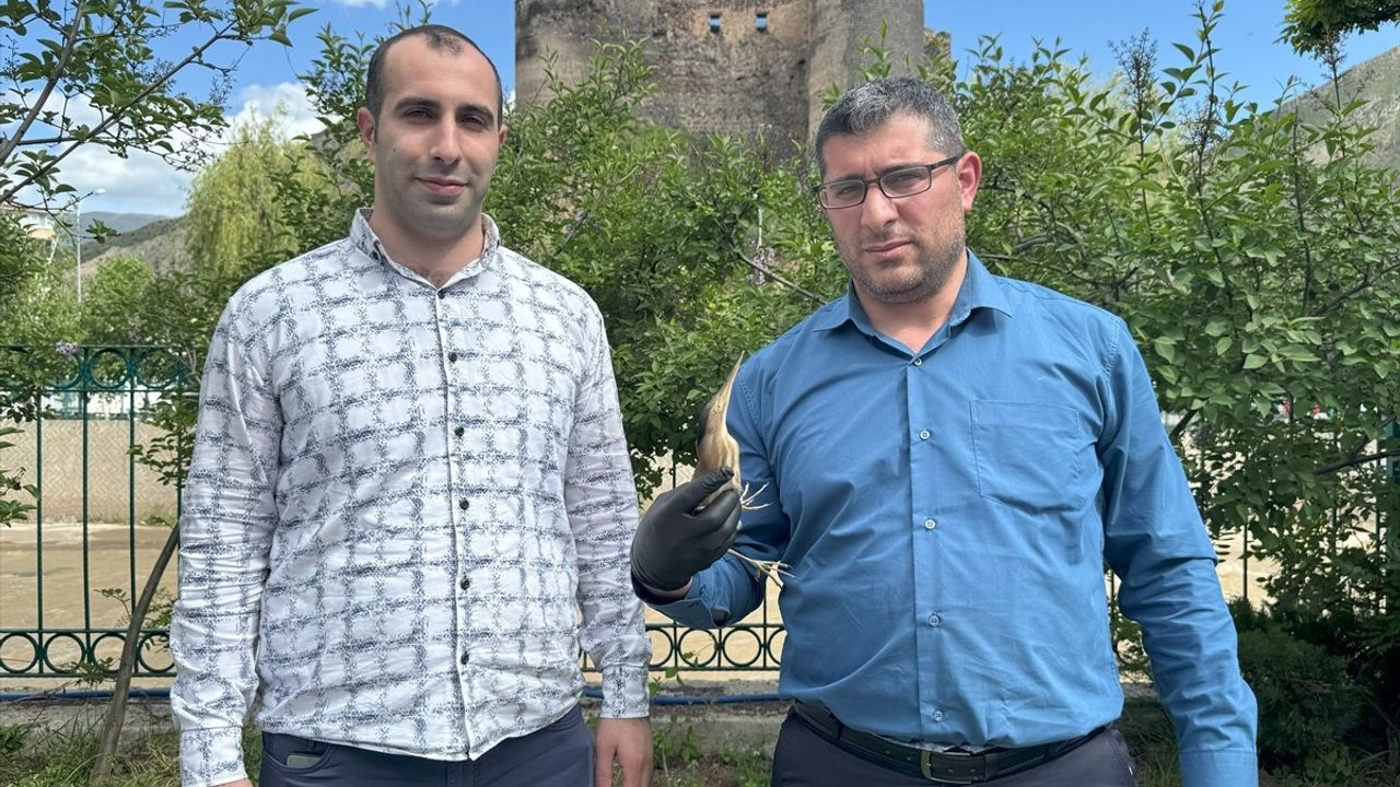 Erzurum'da Yaralı Bayağı Balaban Kuşu Bulundu