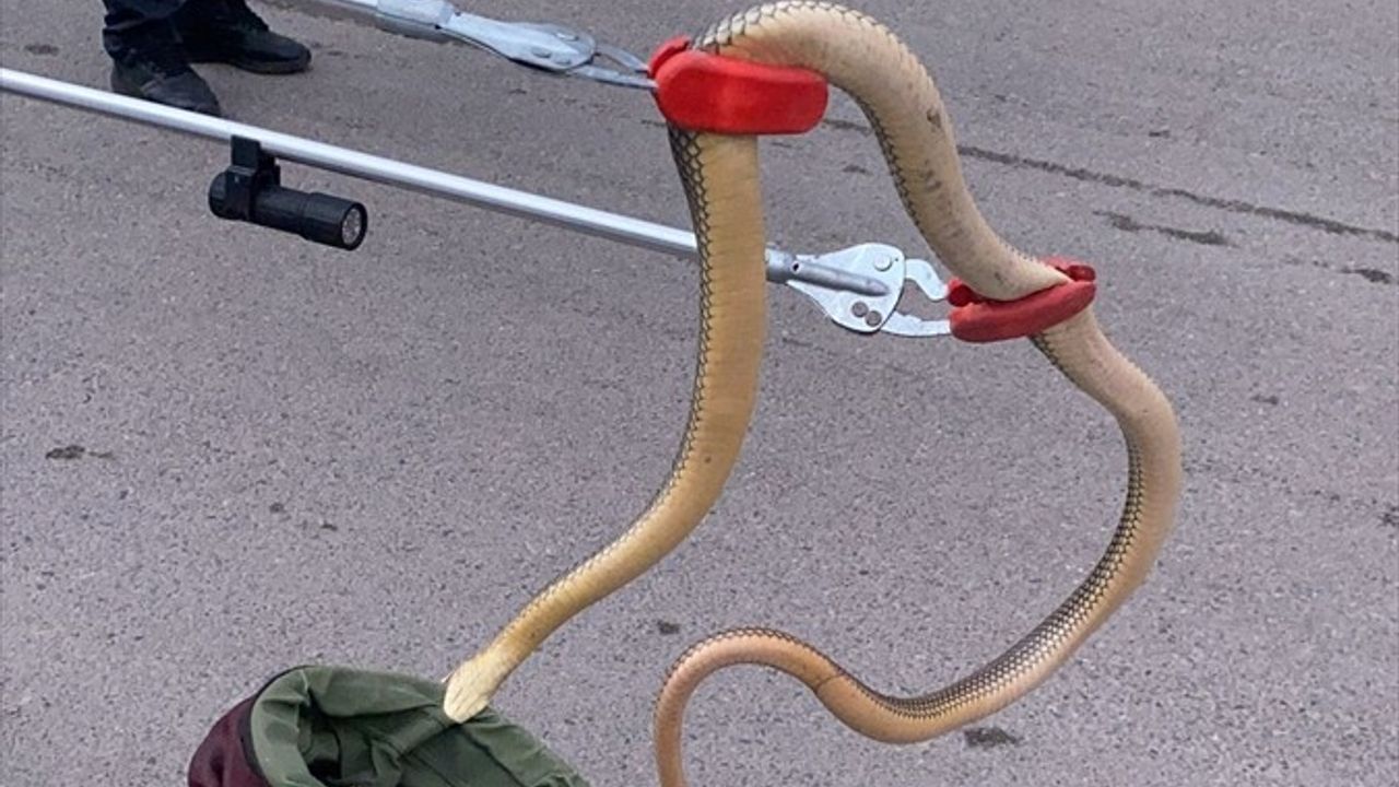 Gümüşhane'de İtfaiye Ekipleri, Otomobilin Tekerleğindeki Yılanı Kurtardı