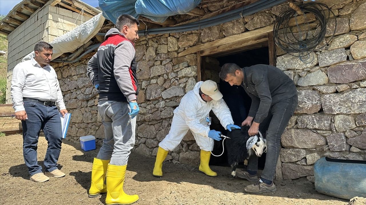 Hakkari'de Şap Hastalığıyla Mücadele: 160 Veteriner Aşı Uyguluyor