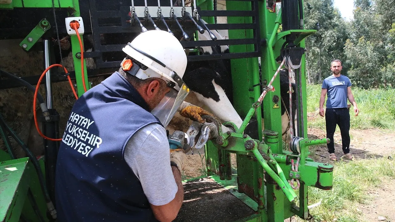 Hatay Büyükşehir Belediyesi'nden Besicilere Ücretsiz Hayvan Bakım Desteği