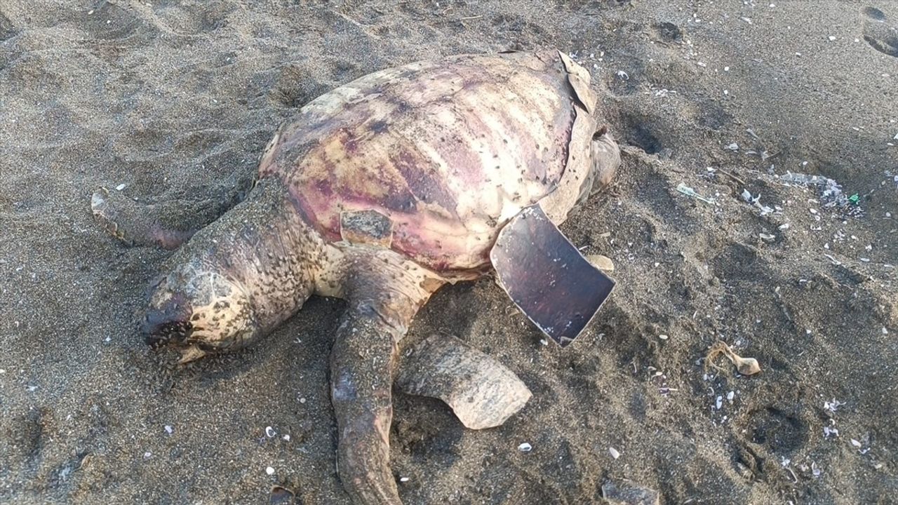 Hatay'da Ölü Caretta Caretta Bulundu