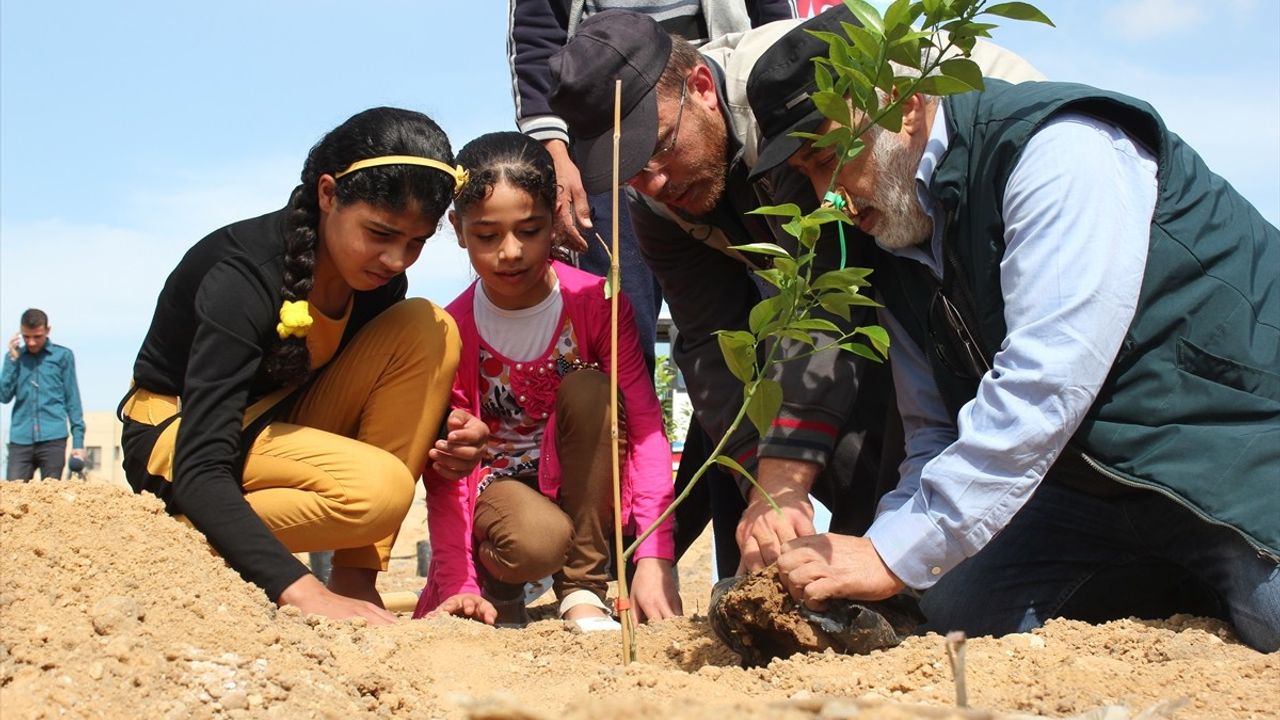 İHH, Yetimler için 160 Bin Fidan Dikti