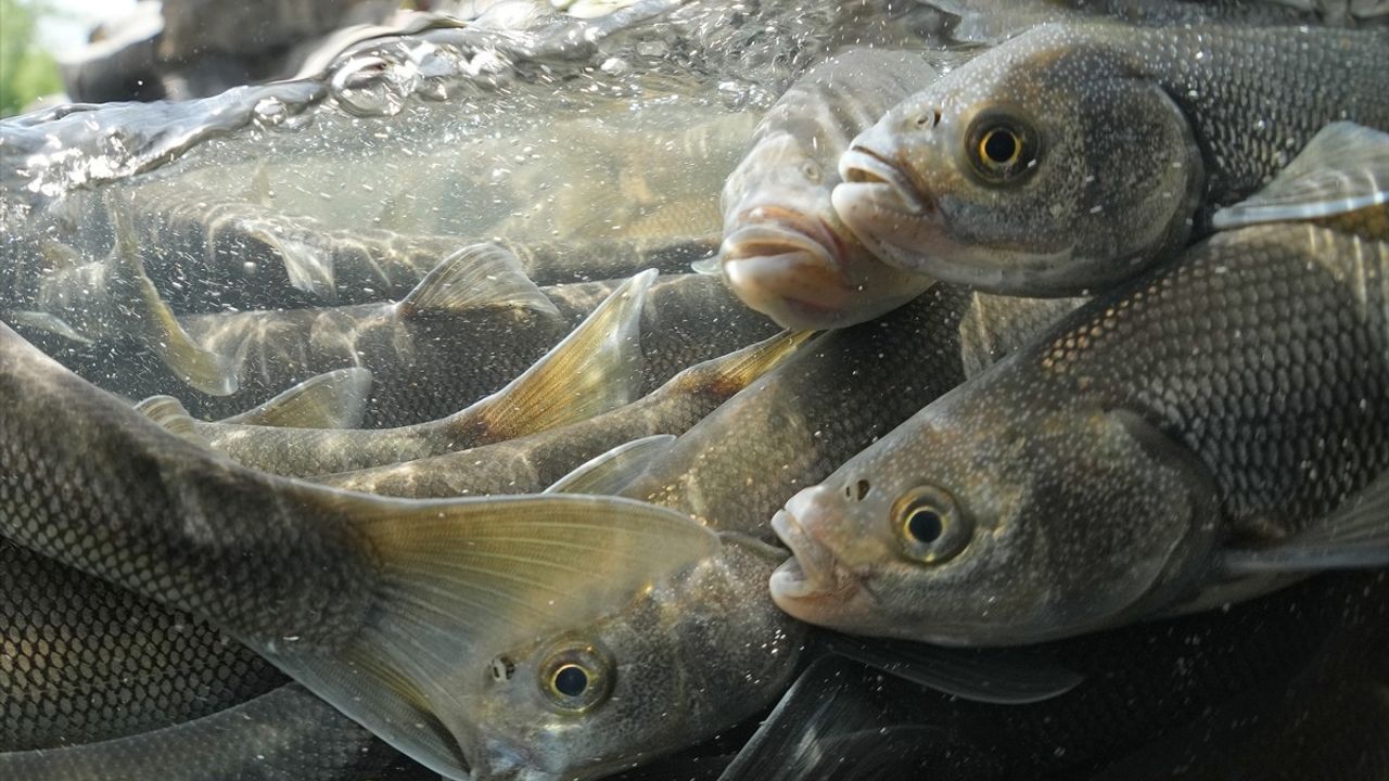 Inci Kefalinin Zorlu Göçü Özel Görüntülerle Belgelendi