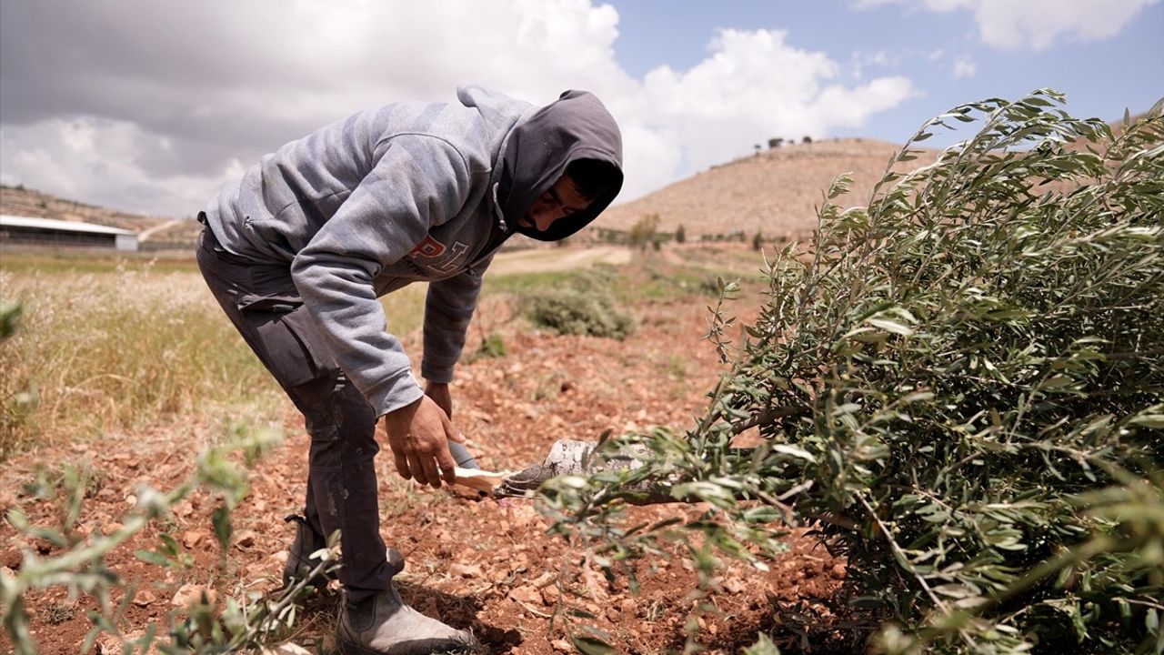 İsrail, Batı Şeria'da Filistinli Çiftçilerin Zeytin Ağaçlarını Kesti