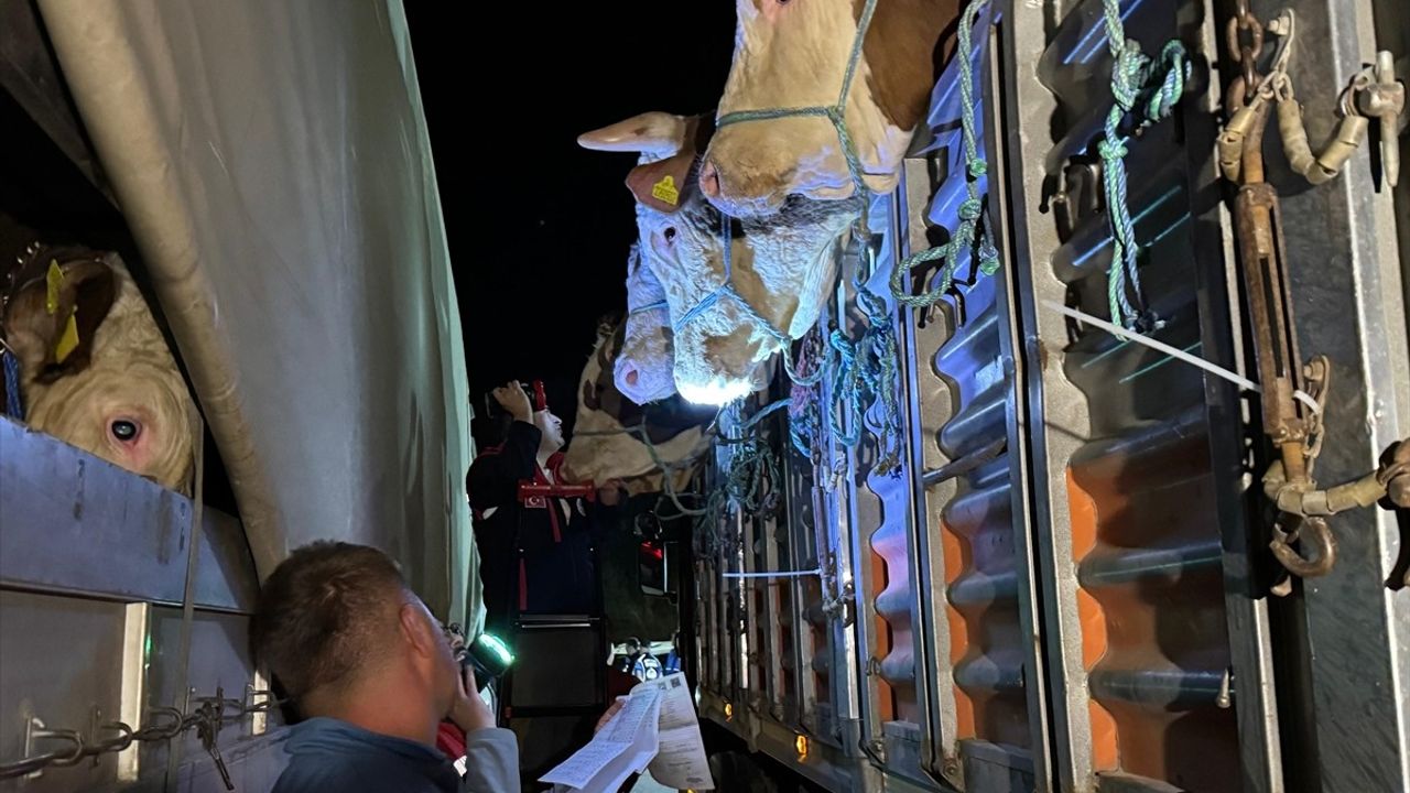 İstanbul'a Kurbanlık Hayvan Girişleri Başladı