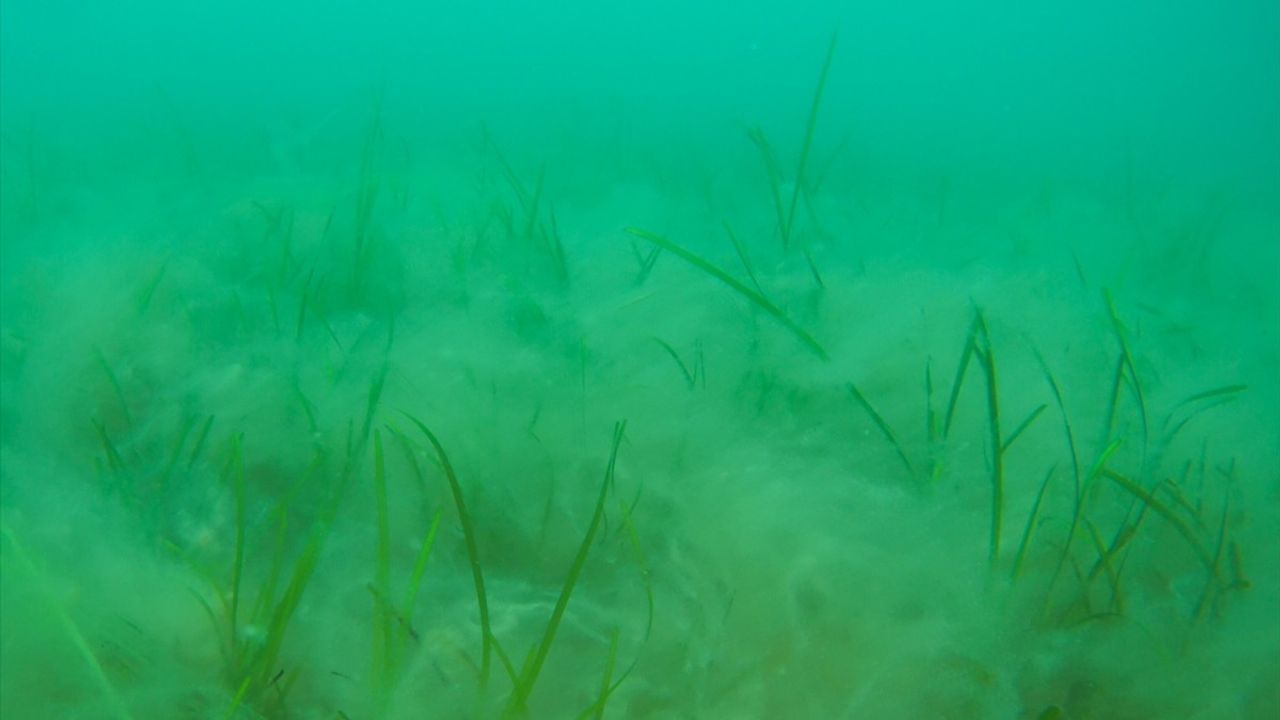 İstanbul Boğazı'nda Müsilaj İtibarıyla Artış Gözlemlendi