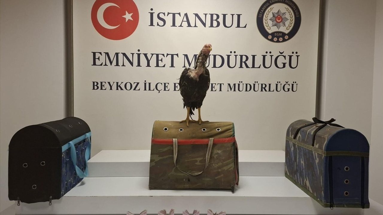 İstanbul'da Horoz Dövüşü Yapan 21 Kişiye 194 Bin Lira Ceza Kesildi