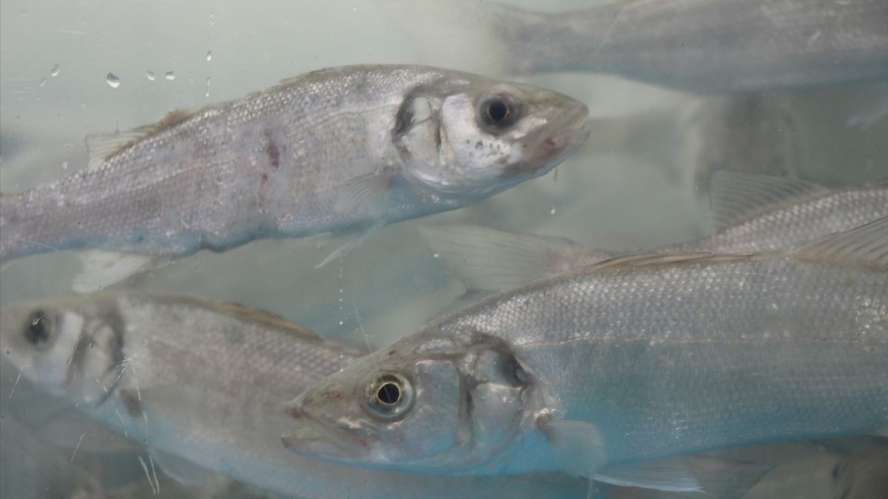 İzmit Körfezi'nde 6 Bin Balık ve 100 Yapay Resif Bırakıldı