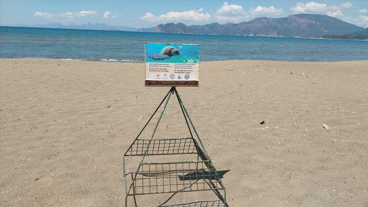 İztuzu Plajı'ndaki Caretta Caretta Yuva Sayısı 10'a Ulaştı