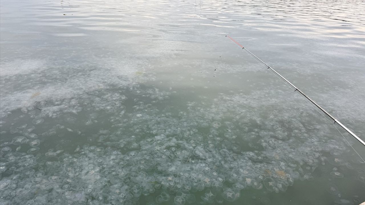 Karadeniz'de Denizanası Varlığı Artışı: Sinop'ta Yoğun Görüntüler