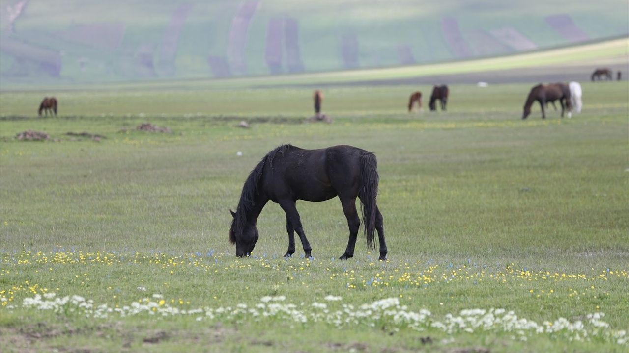 Kars'ın Yeşeren Doğasında Yılkı Atları Görüntülendi