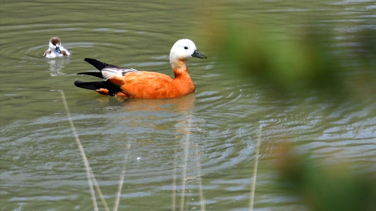 Kars'ta Angut Yavruları Doğayla Buluştu