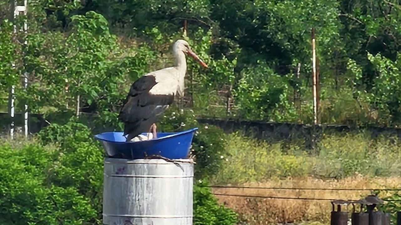 Kastamonu'da Leyleklerin Yuva Onarımı Başarıyla Gerçekleşti
