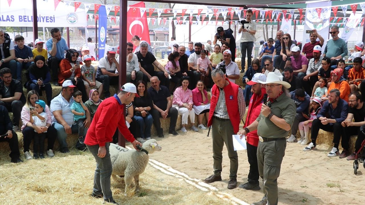 Kayseri'de Koyun Güzellik Yarışması Düzenlendi