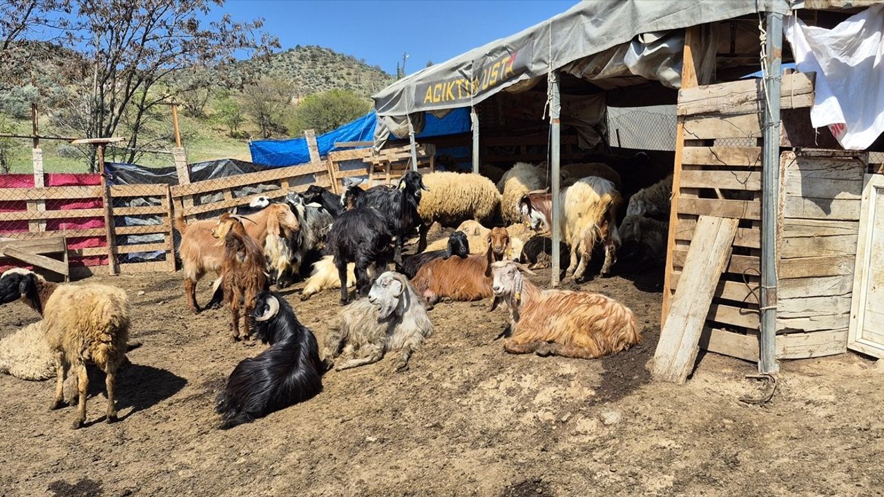 Kırıkkale'de Kurt Saldırısı: 25 Küçükbaş Hayvan Telef Oldu