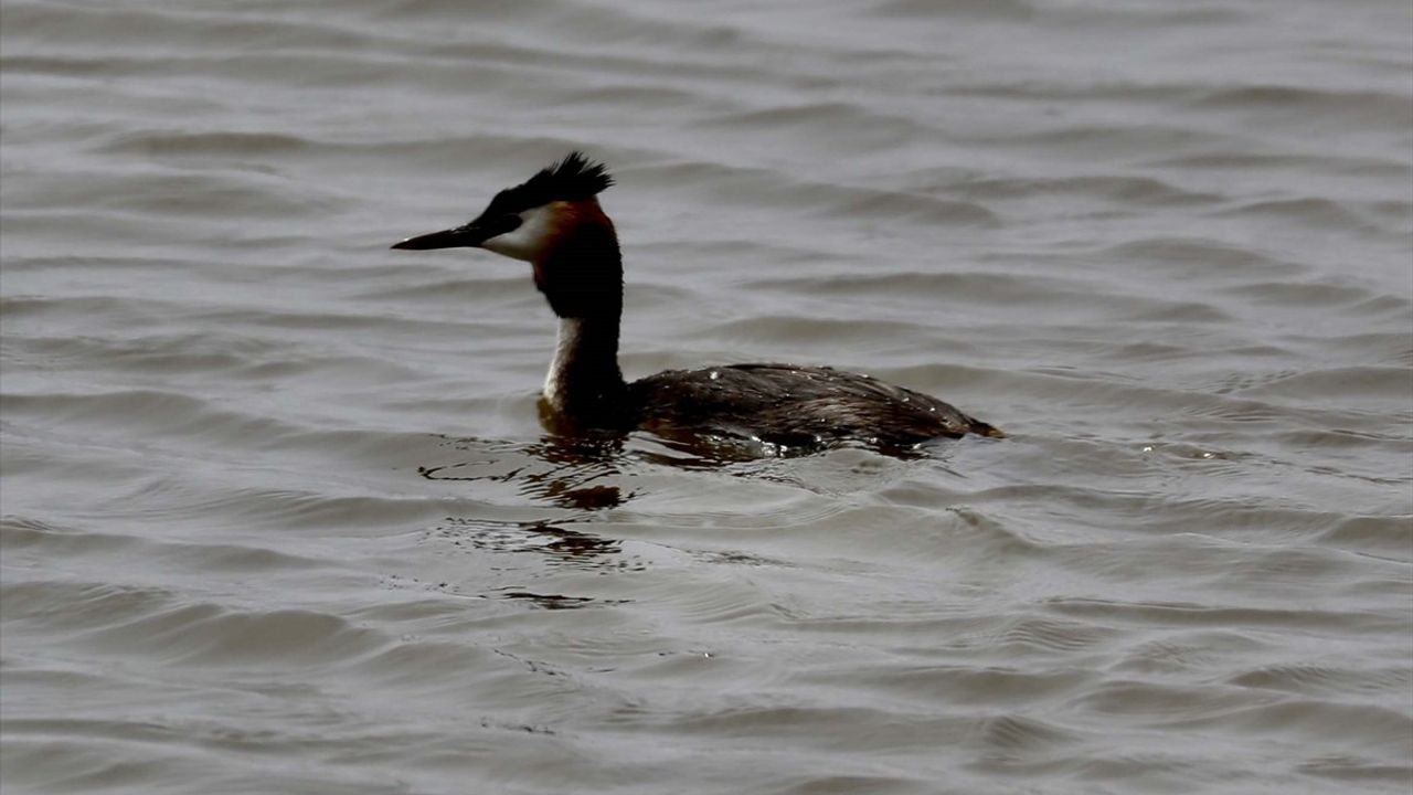 Kızılırmak Deltası: Göçmen Kuşların Karadeniz'deki Sığınağı