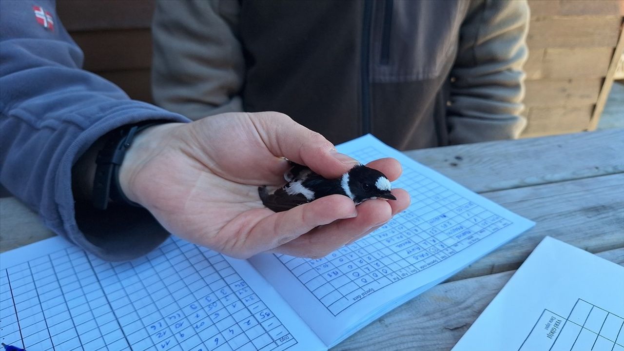 Kızılırmak Deltası Kuş Cenneti'nde Kuş Halkalama Çalışmaları Devam Ediyor