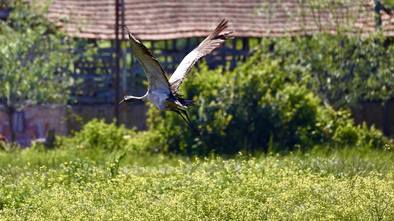 Kızılırmak Deltası'nda Turnaların Üreme Dönemi Yakından İzleniyor