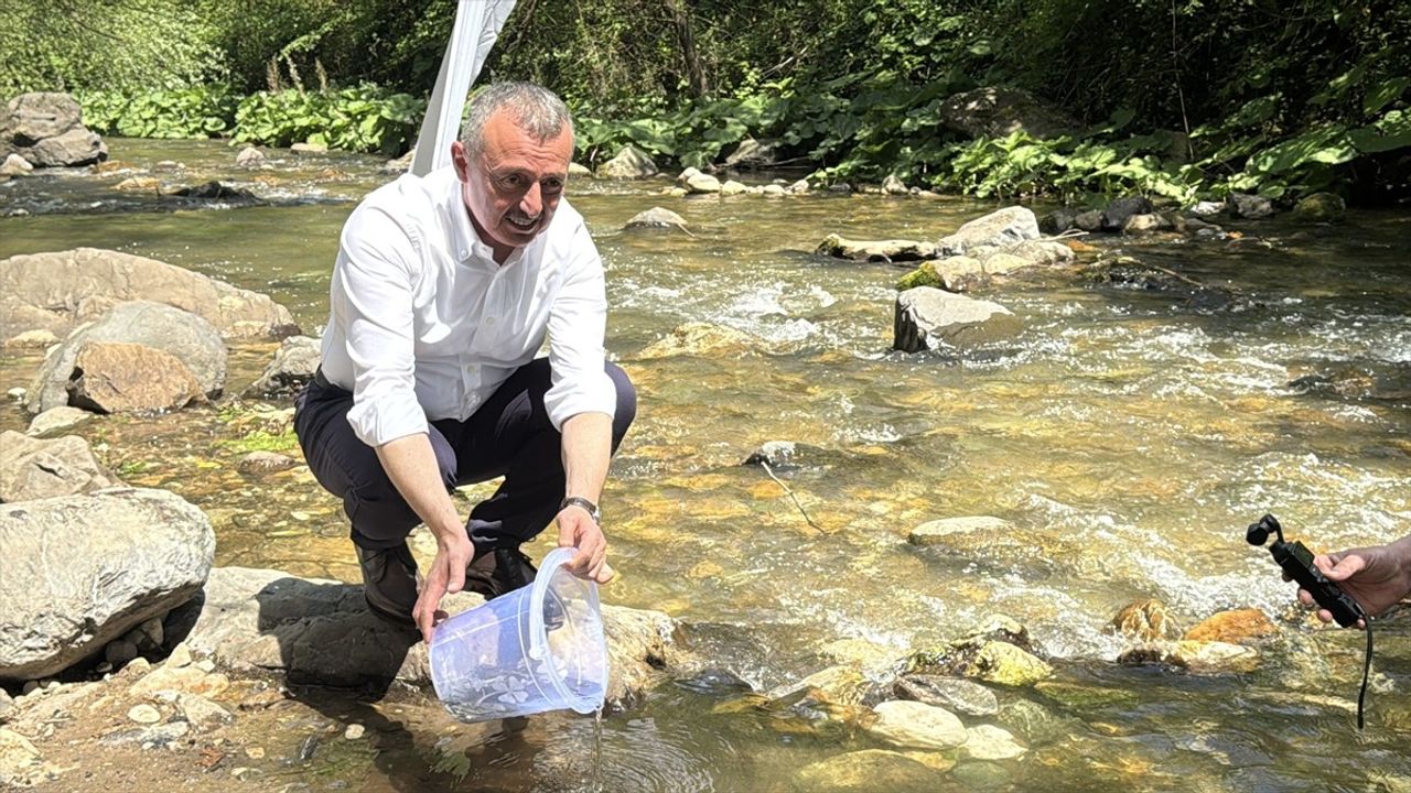 Kocaeli'de Kirazdere'ye 8 Bin Kırmızı Benekli Alabalık Yavrusu Bırakıldı