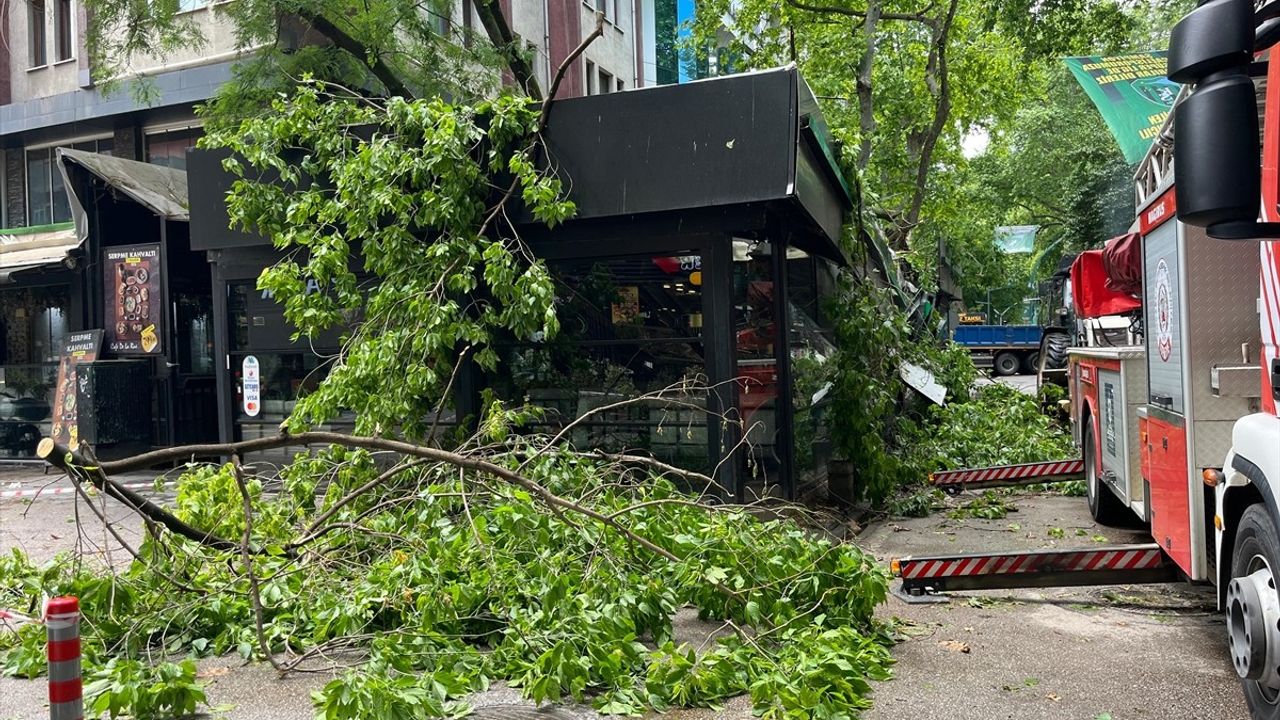 Kocaeli'de Şiddetli Rüzgar Sebebiyle Devrilen Çınar Ağacı Kafeye Hasar Verdi