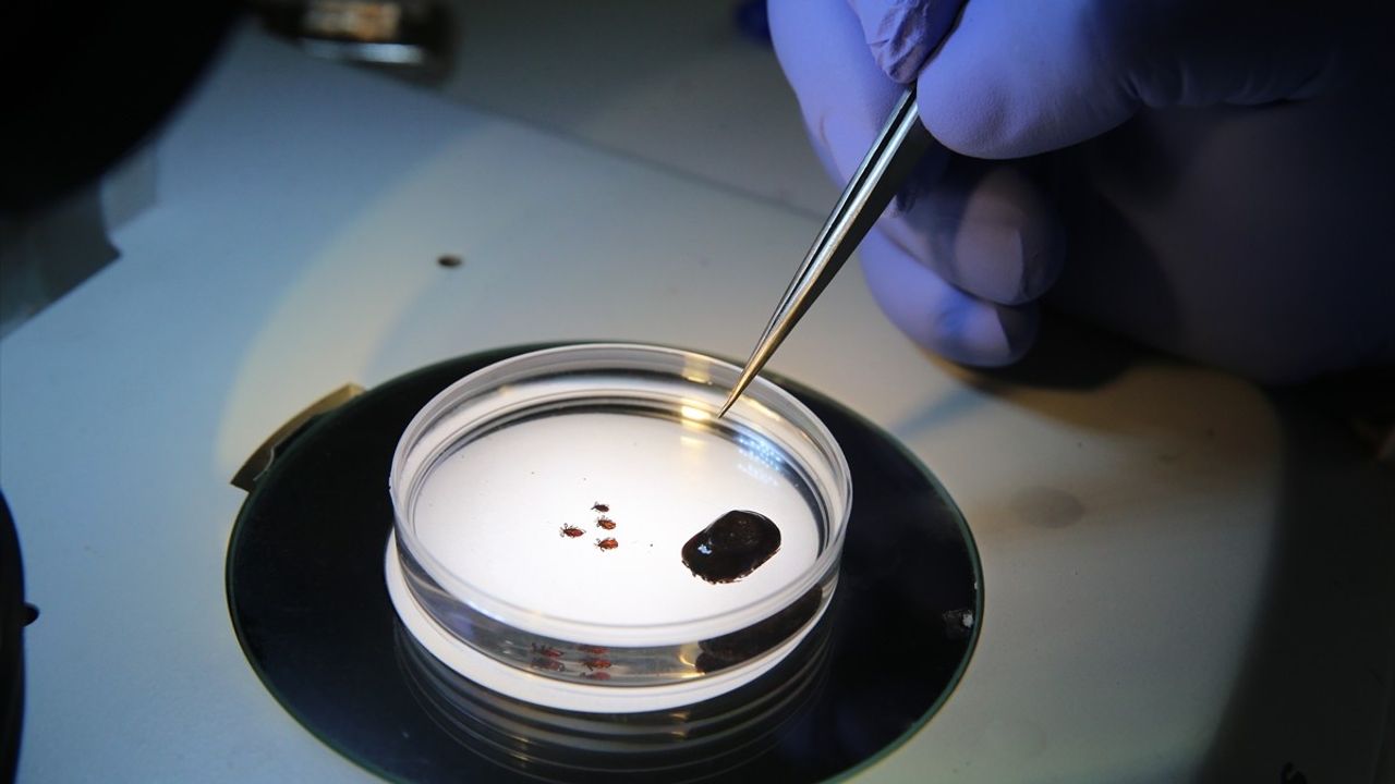 Küçük Kenelerin Tehditine Dikkat: Uzmanlardan Uyarı