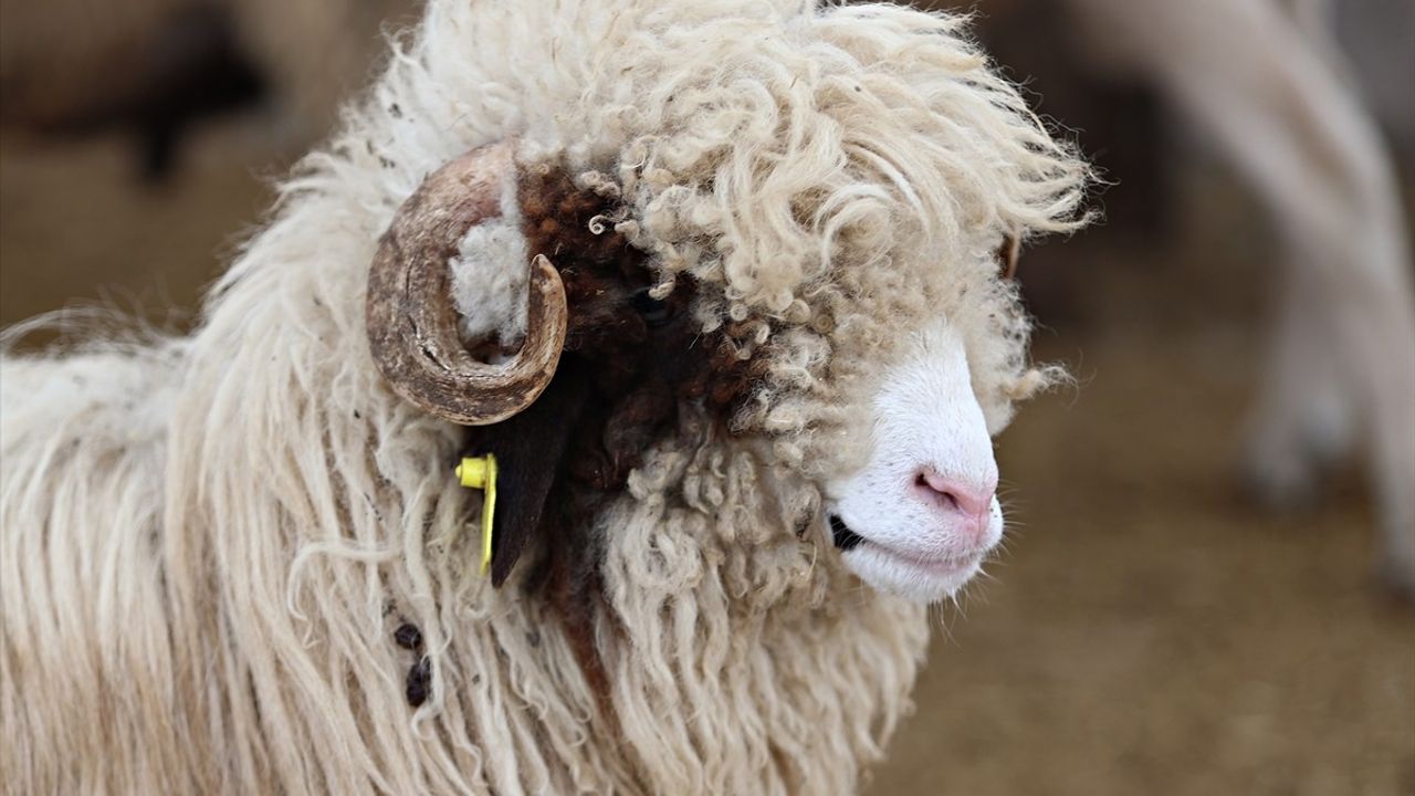 Kurban Seçimi ve Kesimi ile İlgili Uzman Tavsiyeleri