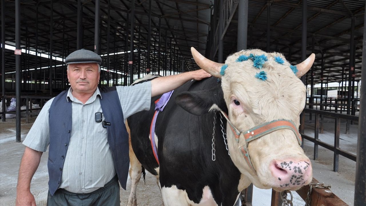 Kütahya'da 1200 Kilogram 'Paşa' Kurbanlık Tosun 350 Bin Liraya Satıldı