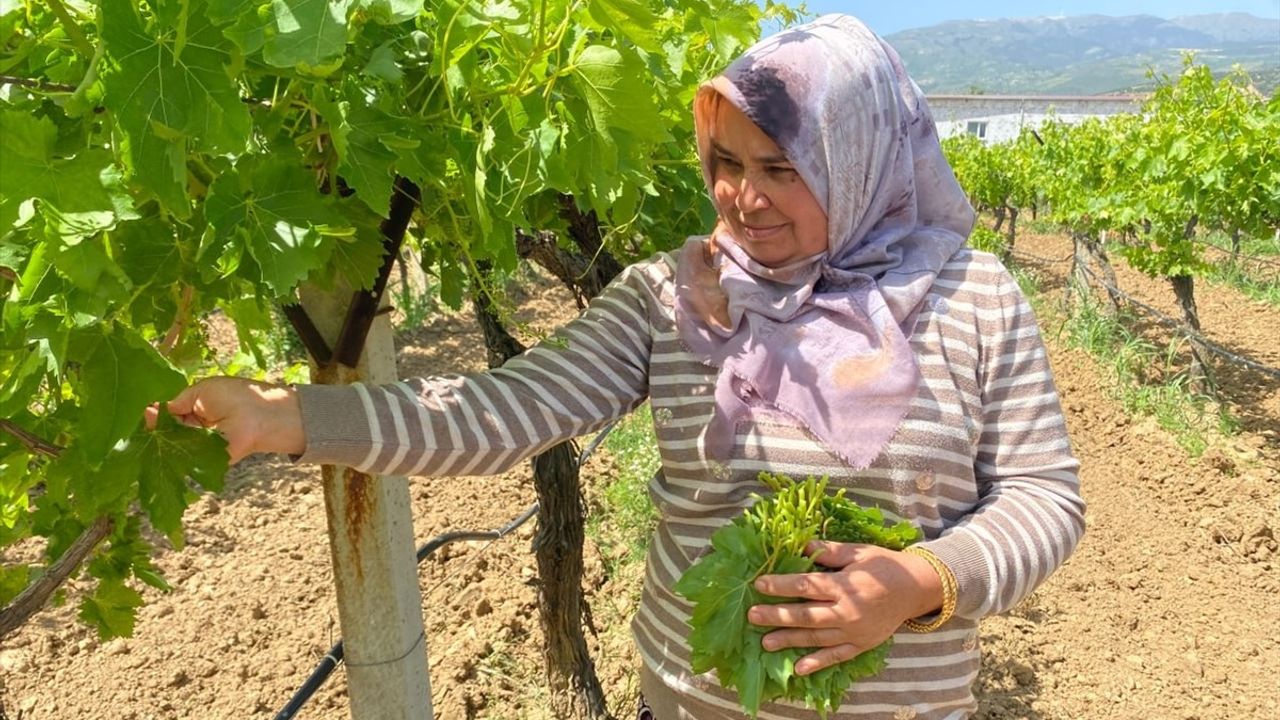 Manisa'da Çiftçiler Asma Yaprağı ile Ek Gelir Elde Ediyor