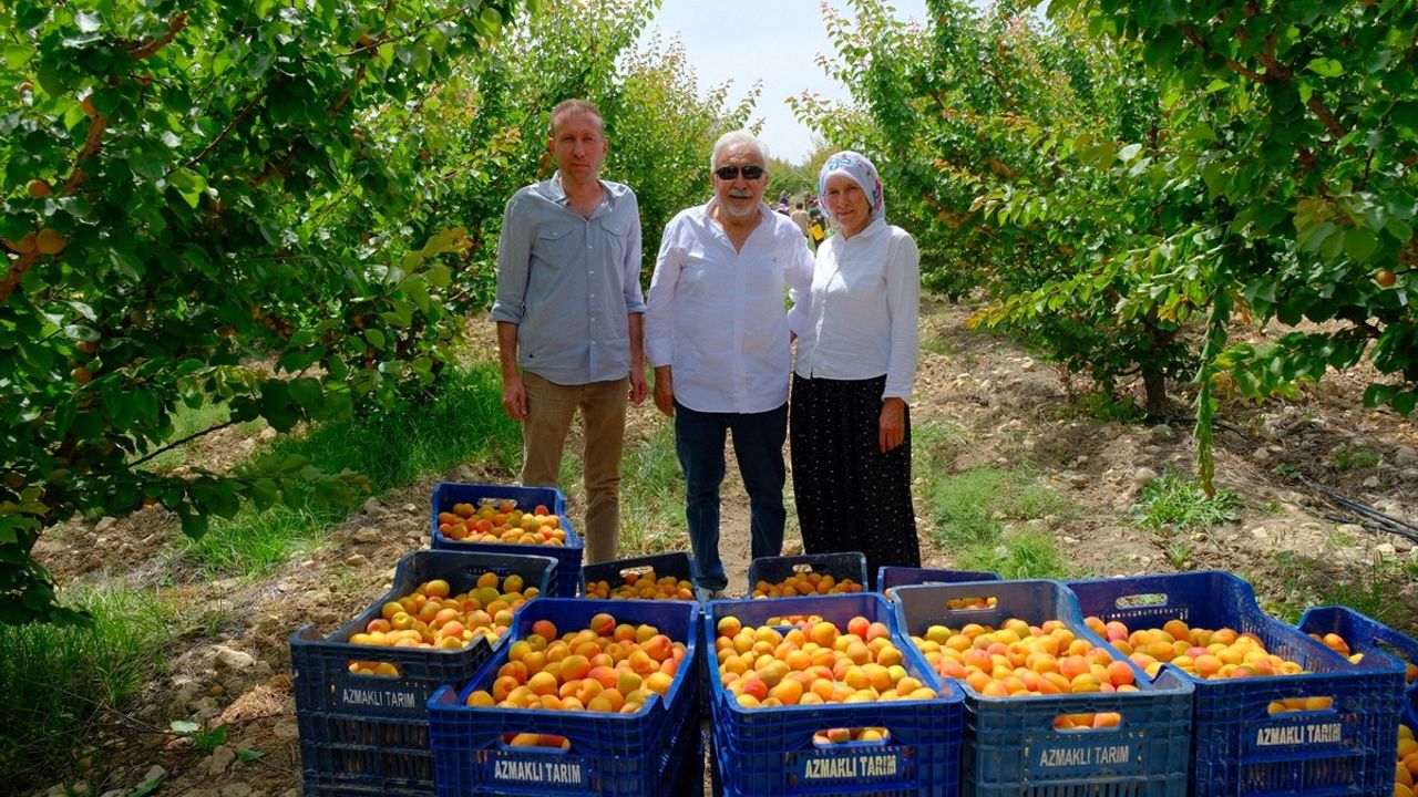 Mersin'deki Mut Kayısısı Hasadı Devam Ediyor