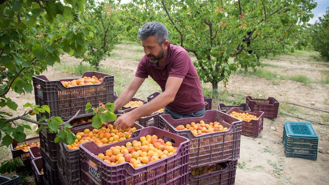 Mersin'in Mut İlçesinde Tescilli Kayısı Hasadı Başladı