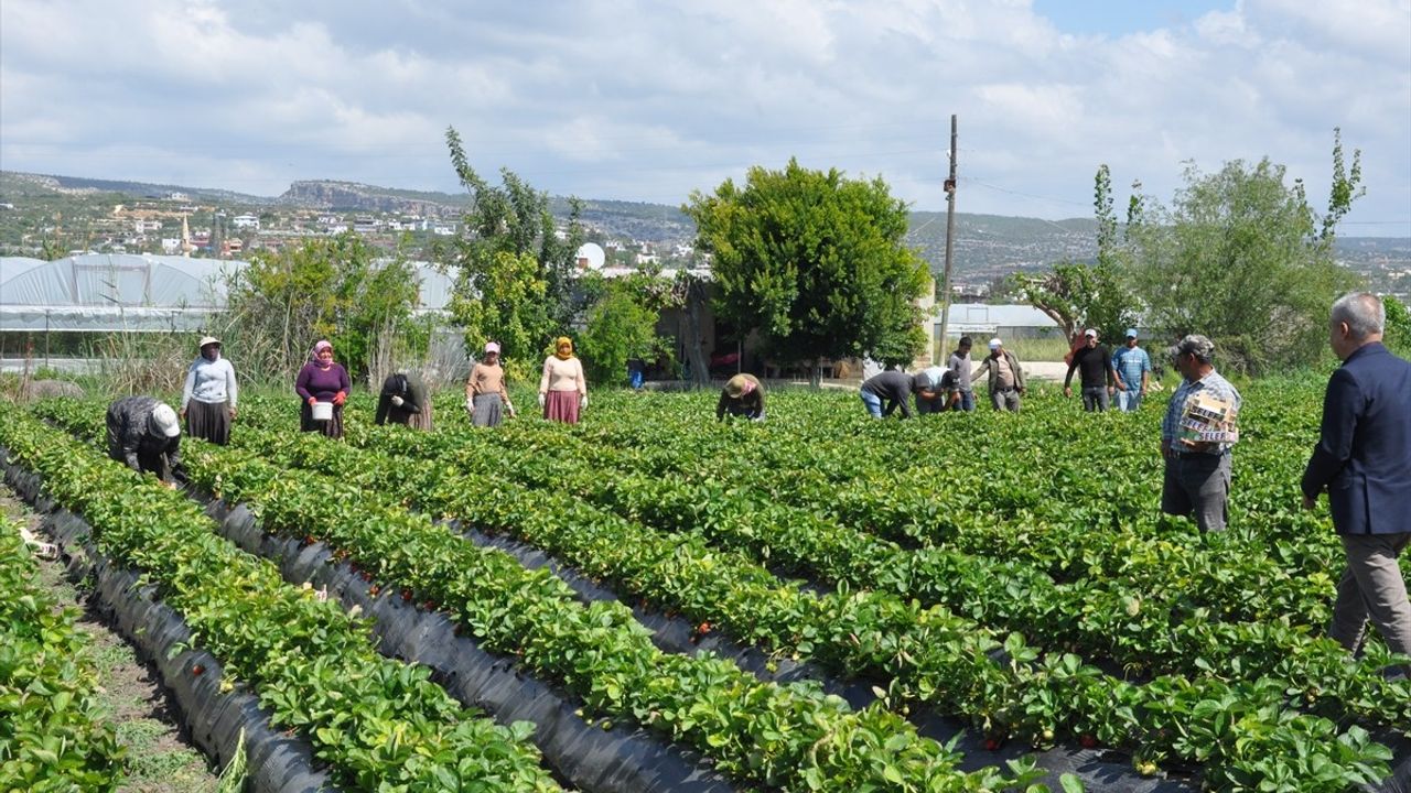 Mersin Silifke'de Tescilli Çilek Hasadı Sürüyor