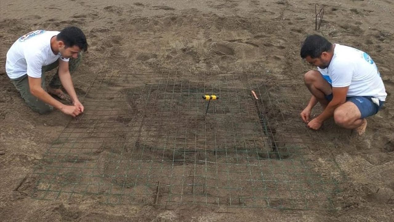 Muğla'da Caretta Carettalar İztuzu Sahiline Yumurtlamaya Başladı