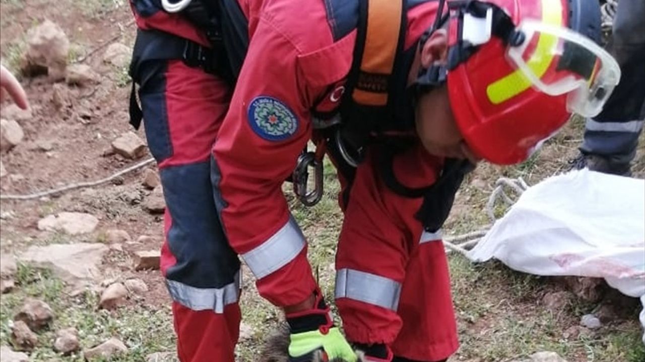 Muğla'da İki Hayvan Kurtarıldı: Köpek ve Domuz Yavrusu