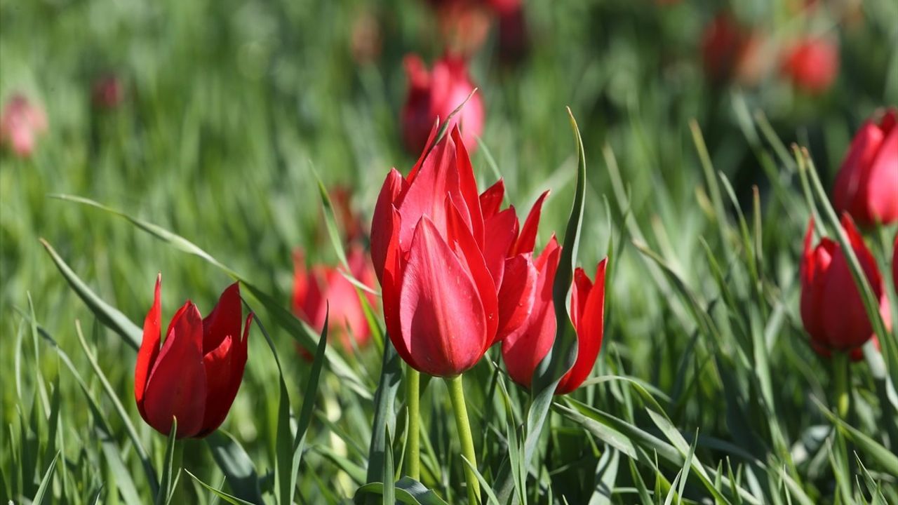 Muş Ovası 'Muş 1071' Laleleri ile Renklendi