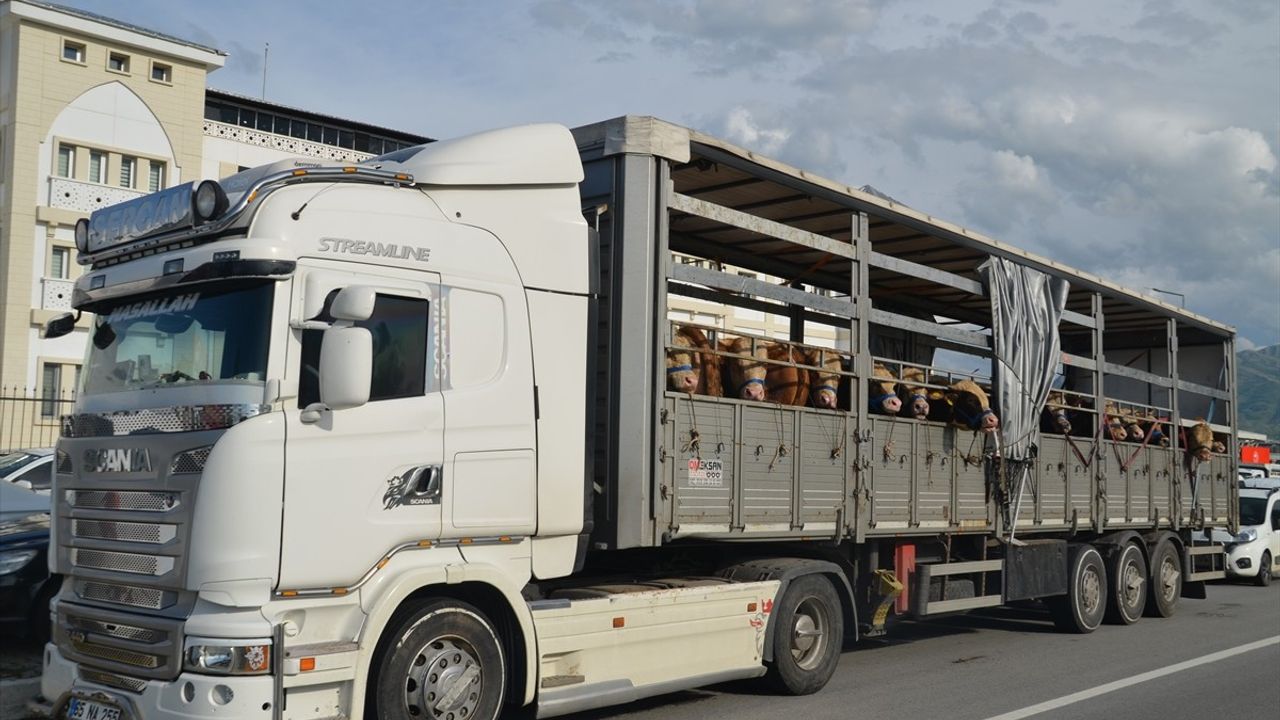 Muş'ta Kurbanlık Hayvan Sevkiyatı Başladı