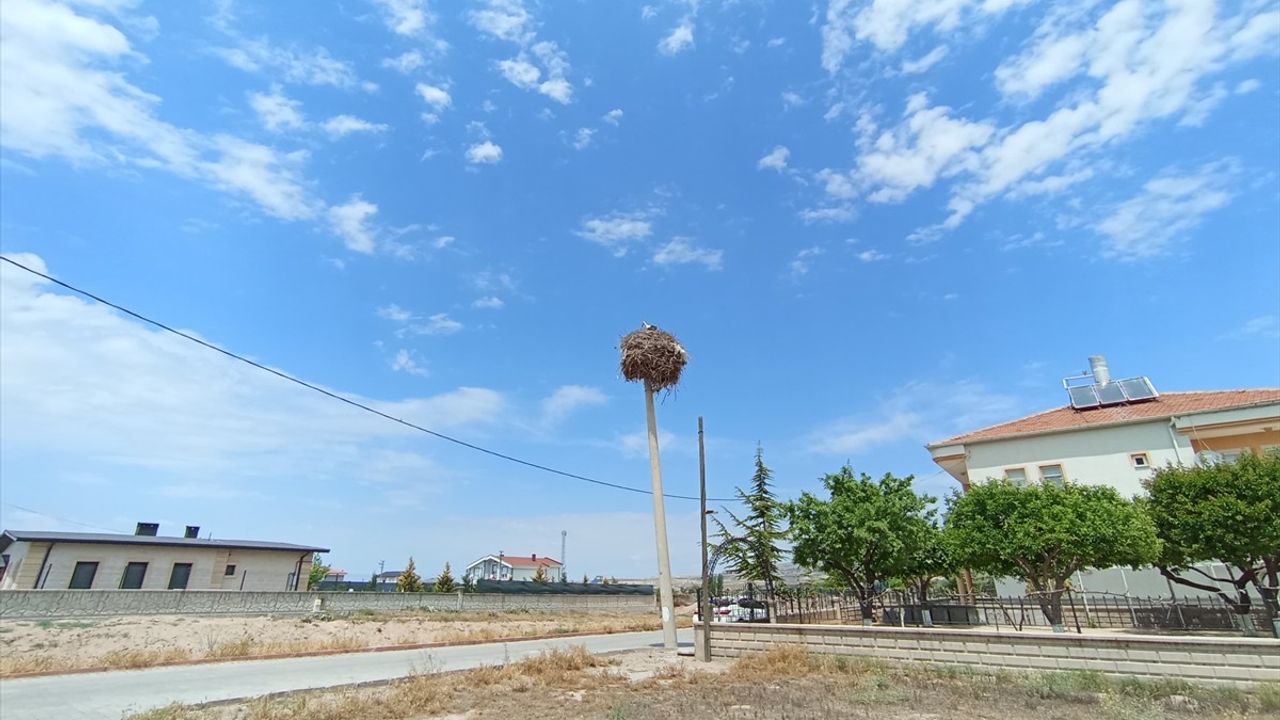 Nevşehir'de Leylek Ailesine Özel Elektrik Direği