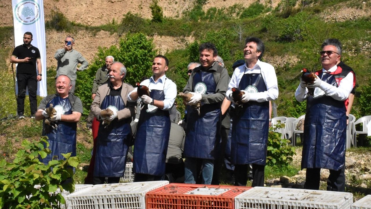 Ordu'da Kahverengi Kokarcaya Karşı 800 Sülün Doğaya Salındı