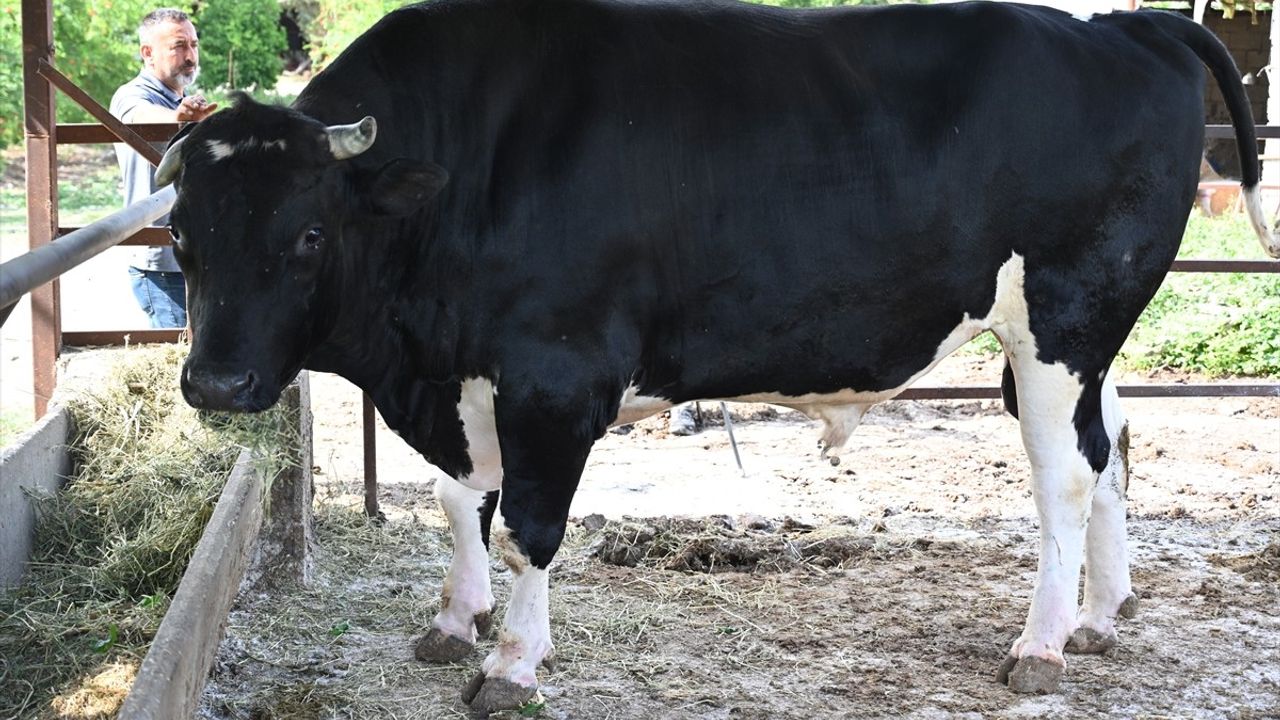 Osmaniye'de Kurbanlık 1,2 Tonluk Boğa Satışa Sunuldu