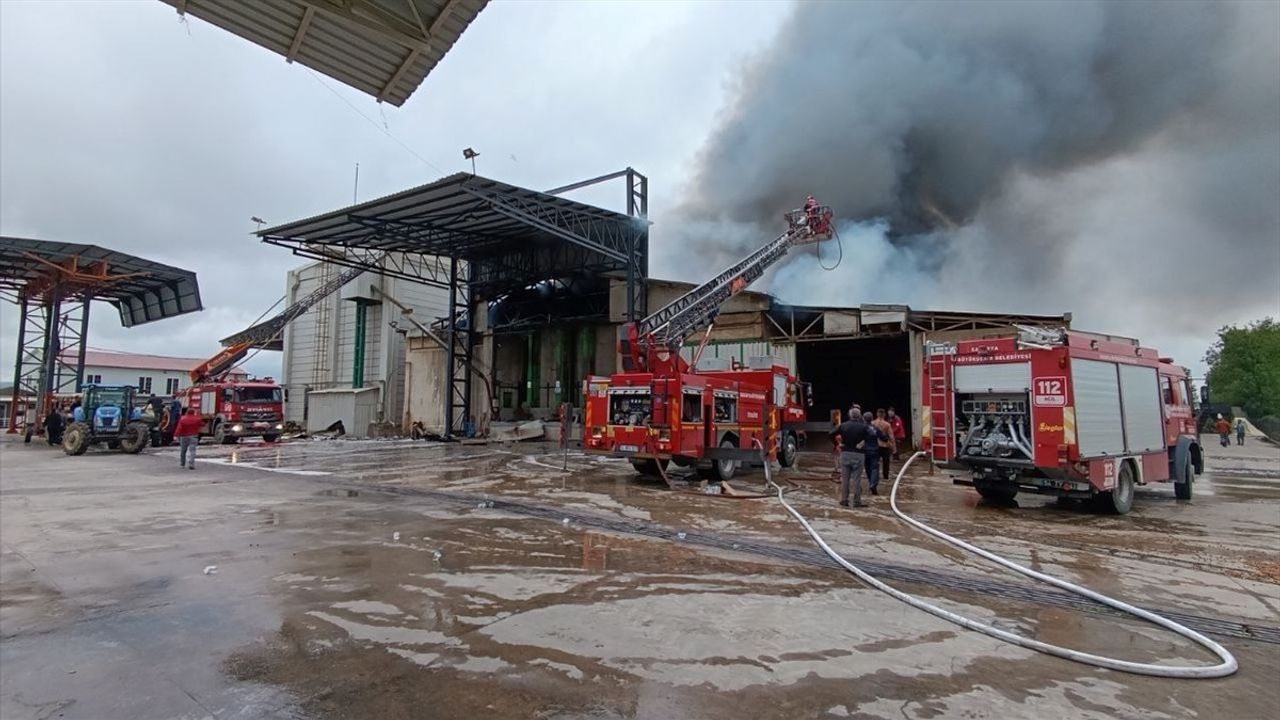 Sakarya'da Fındık Kırım Fabrikasında Yangın Çıktı