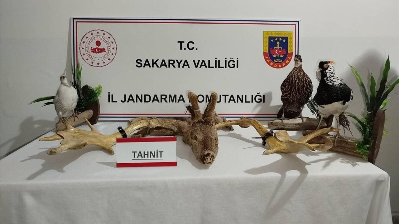 Sakarya'da Kaçakçılık Operasyonunda 98 Hayvan Ele Geçirildi
