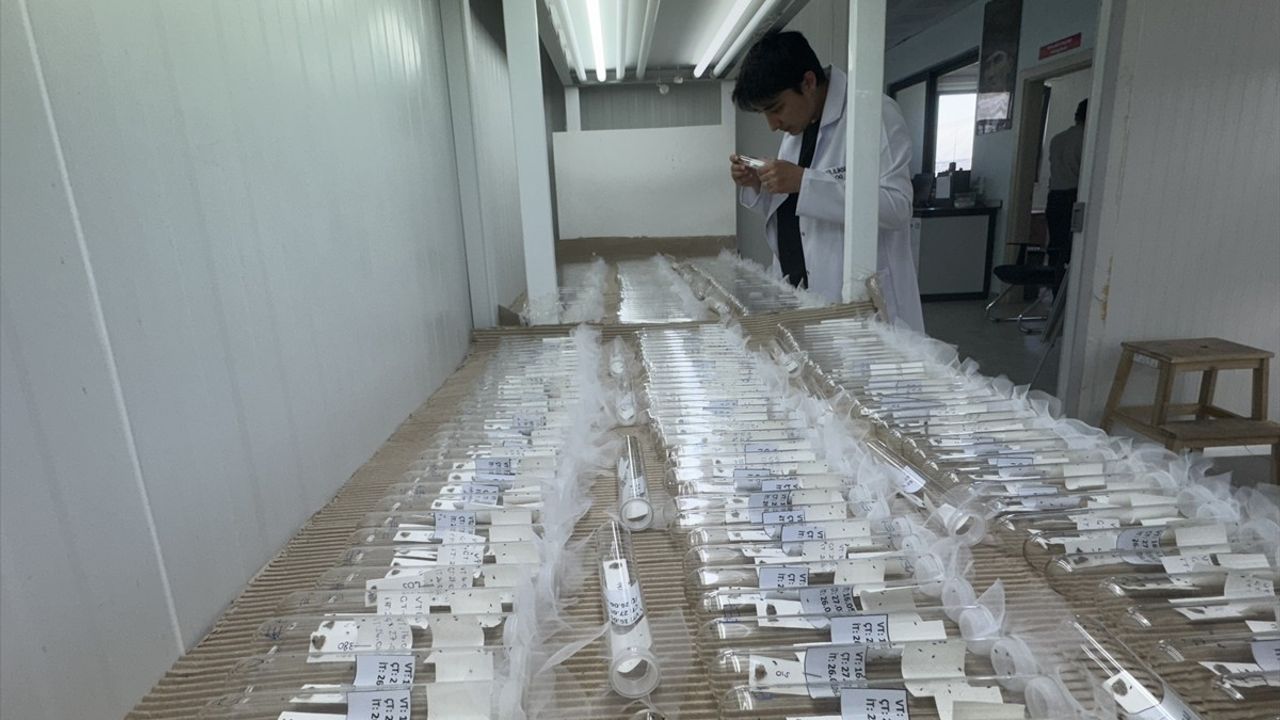 Samsun'da Kahverengi Kokarca ile Mücadele İçin 750 Binden Fazla Parazitoit Yumurtası Üretildi