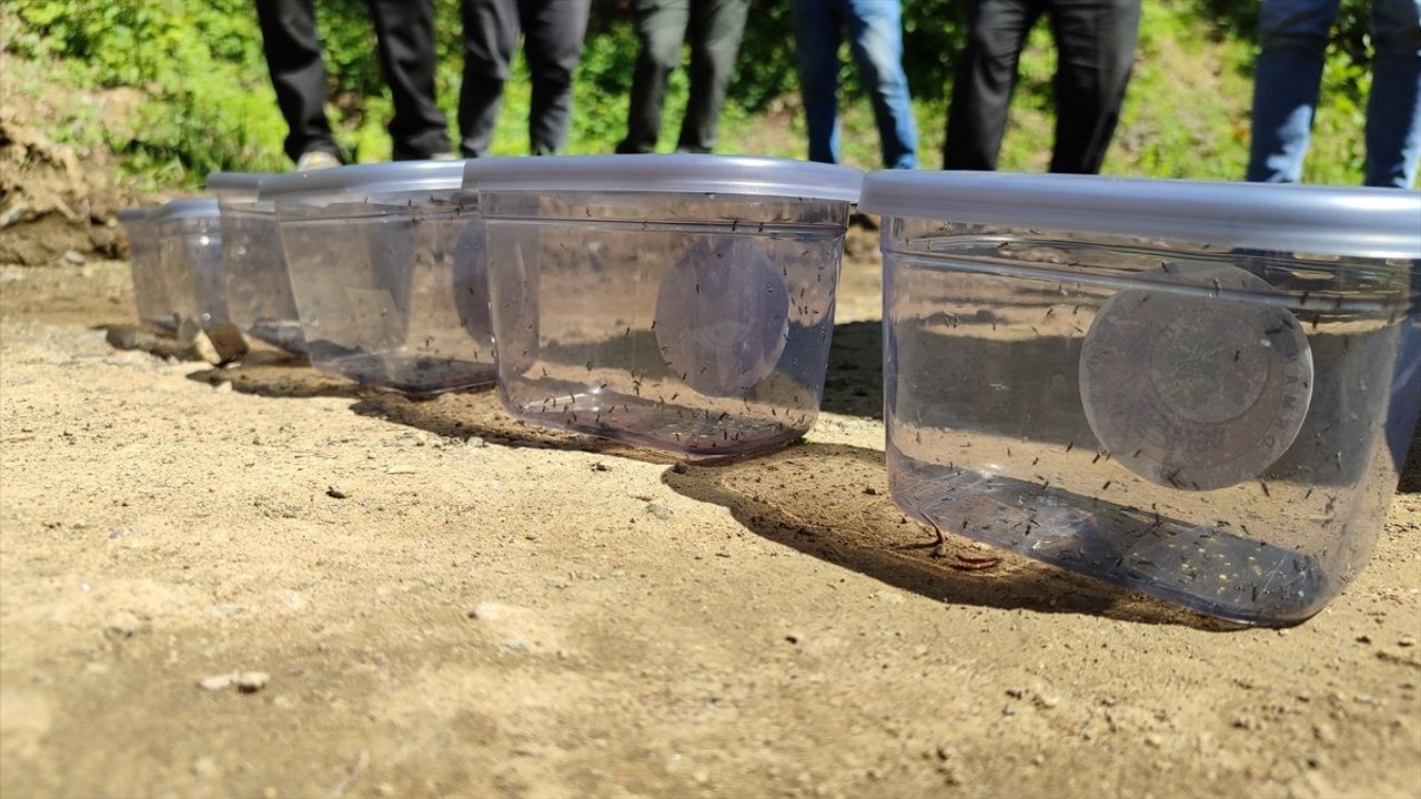 Samsun'da Kestane Zararlısı ile Mücadelede 2,500 Faydalı Böcek Salındı