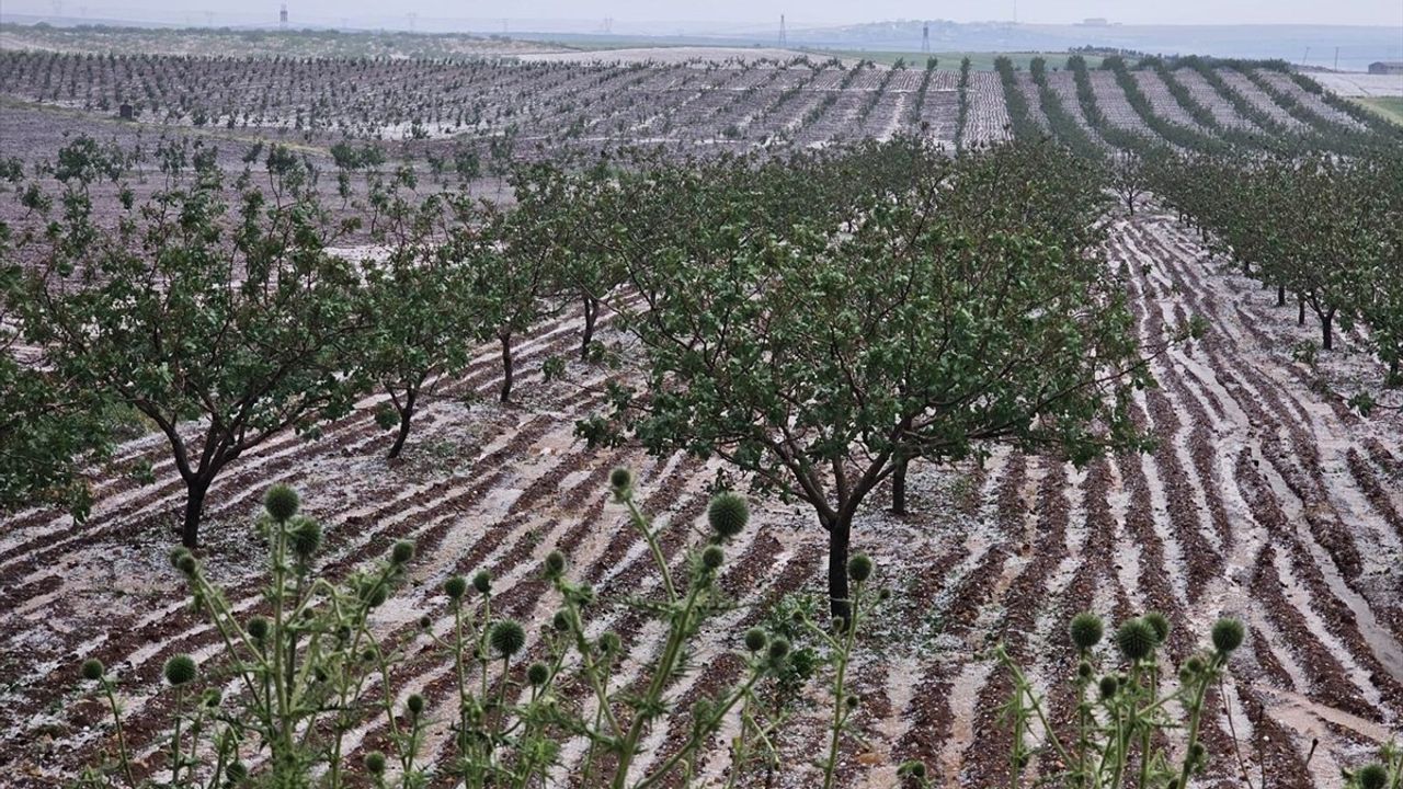 Şanlıurfa Bozova'da Dolu Tarım Alanlarına Zarar Verdi