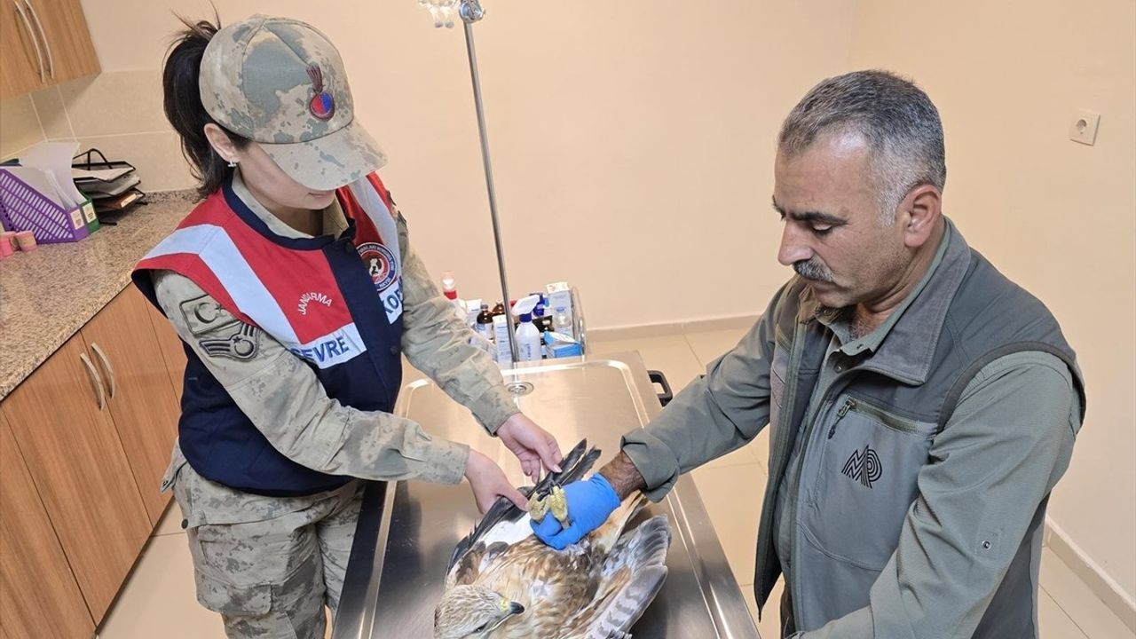 Şanlıurfa'da Yaralı Kartal Tedavi Altına Alındı