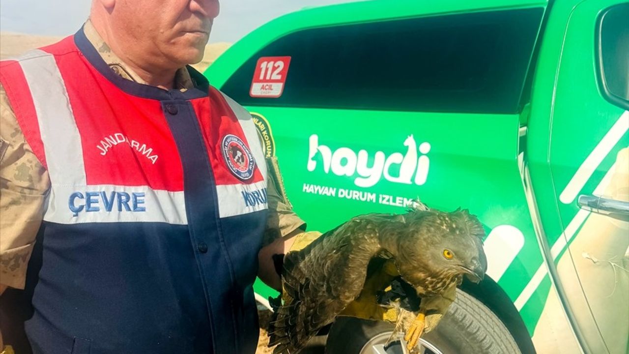 Şanlıurfa'da Yaralı Kızıl Şahin Tedavi Ediliyor