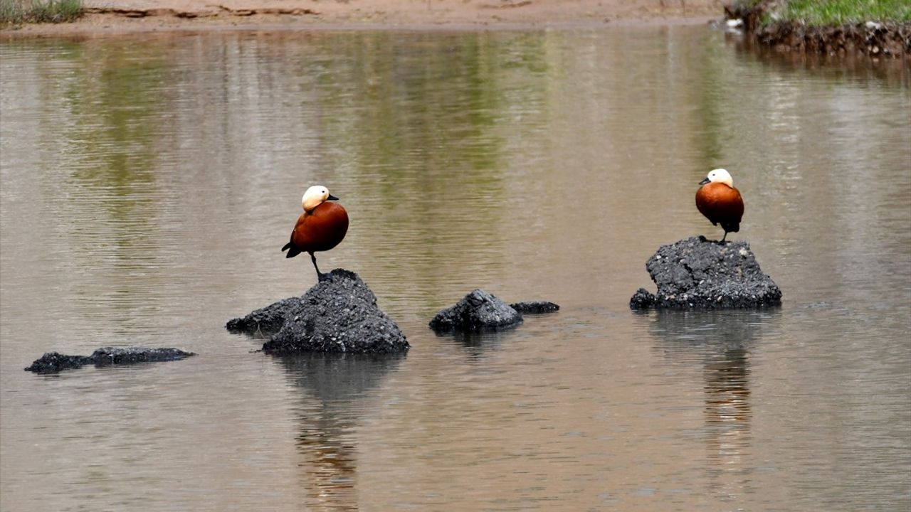 Sarıkamış'ın Doğası Baharla Canlanıyor