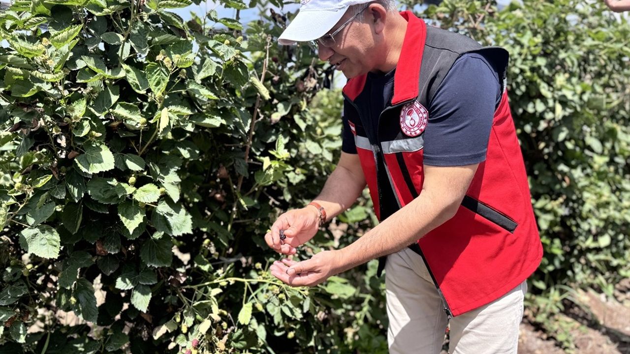 Siirt'te 34 Milyon TL Hibeyle 250 Dekar Böğürtlen Üretimi Başlayacak