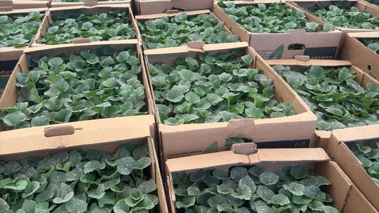 Silivri'de 1153 Çiftçiye 740 Bin Sebze Fidesi Dağıtıldı