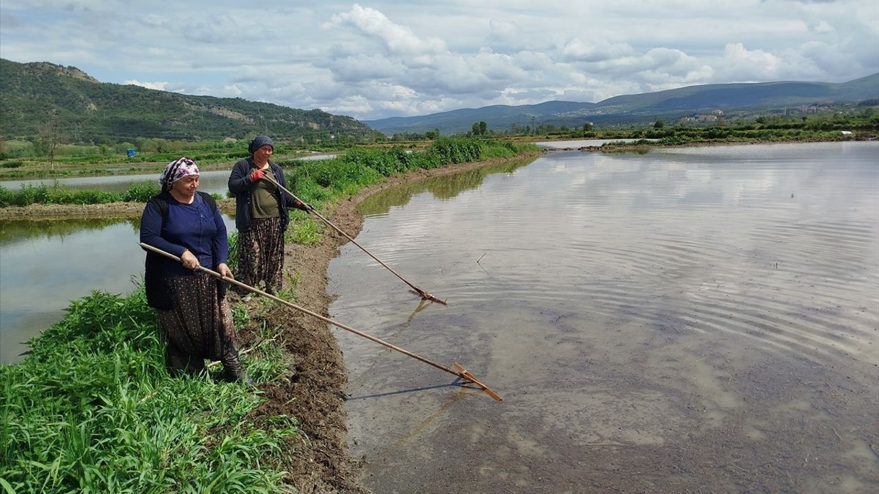 Sinop'ta 18 Bin Dekar Alanda Çeltik Ekimi Başladı