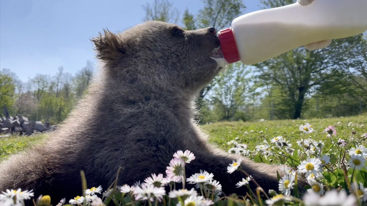 Sinop'ta Bulunan 2 Ayı Yavrusuna Veteriner Bakımı